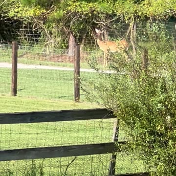 Two W.ild Deer eating fallen persimmons on a one lane gravel road in NE Florida