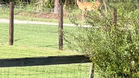 Two W.ild Deer eating fallen persimmons on a one lane gravel road in NE Florida