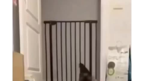 Adorable Cats | Heartwarming Laughs 😻💫