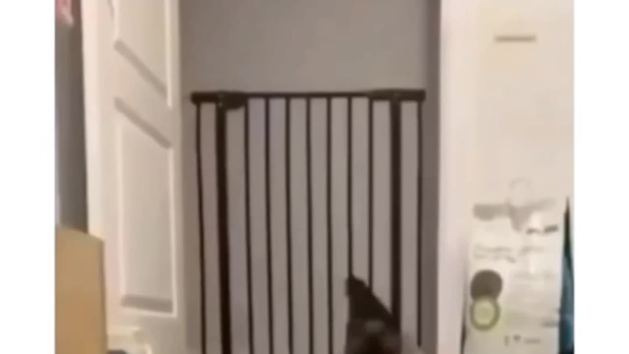 Adorable Cats | Heartwarming Laughs 😻💫