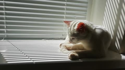 Cat Cleaning Itself By The Window