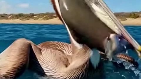 🐦🌊 This Bird Dived Underwater to Hunt a Fish… Unreal Precision 😮✨