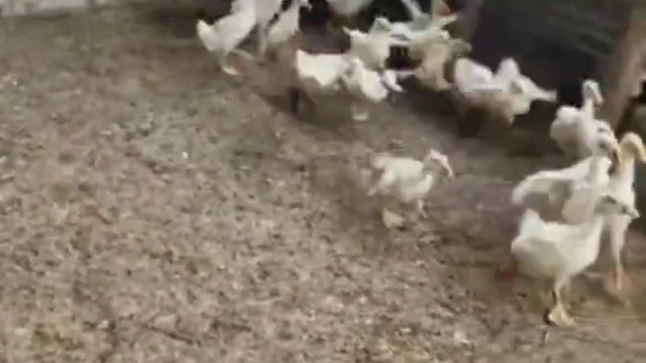 "When you’re just trying to vibe but the squad thinks you’re haunted… 😂👻🦆