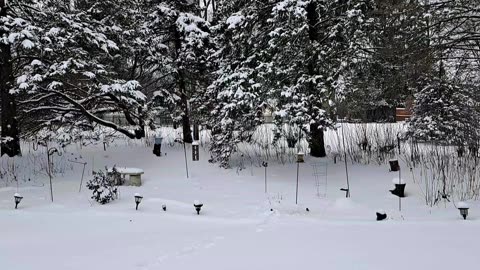 Peaceful Suburban Backyard Winter Scenery