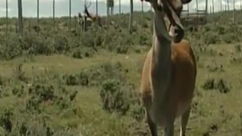 deer