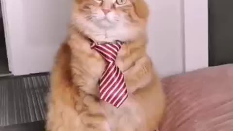 Funny cat videos one,two, three 🤣📸 #cat