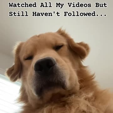 When You Realize You've Watched All My Videos But Still Haven't Followed...