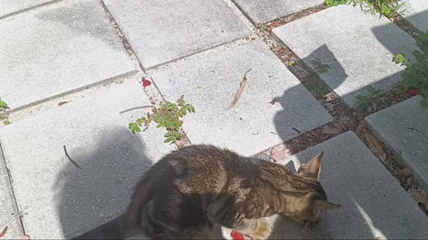 New kitty cat! Outdoor stray -- what should I do?