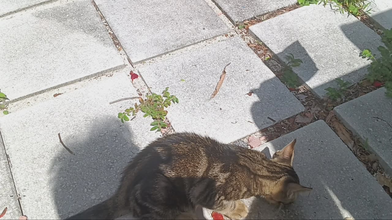 New kitty cat! Outdoor stray -- what should I do?