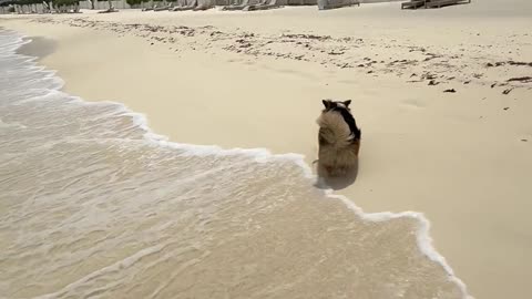 Corgi Takes Beach Stroll at Luxury Resort