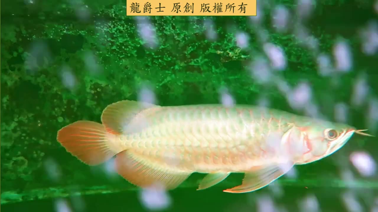 【龍爵士】紀錄 粗壯的紅龍 一條龍背鱗