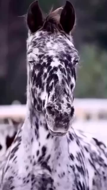Dalmatian horses 😍
