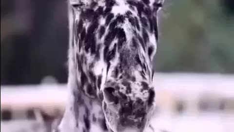 Dalmatian horses 😍