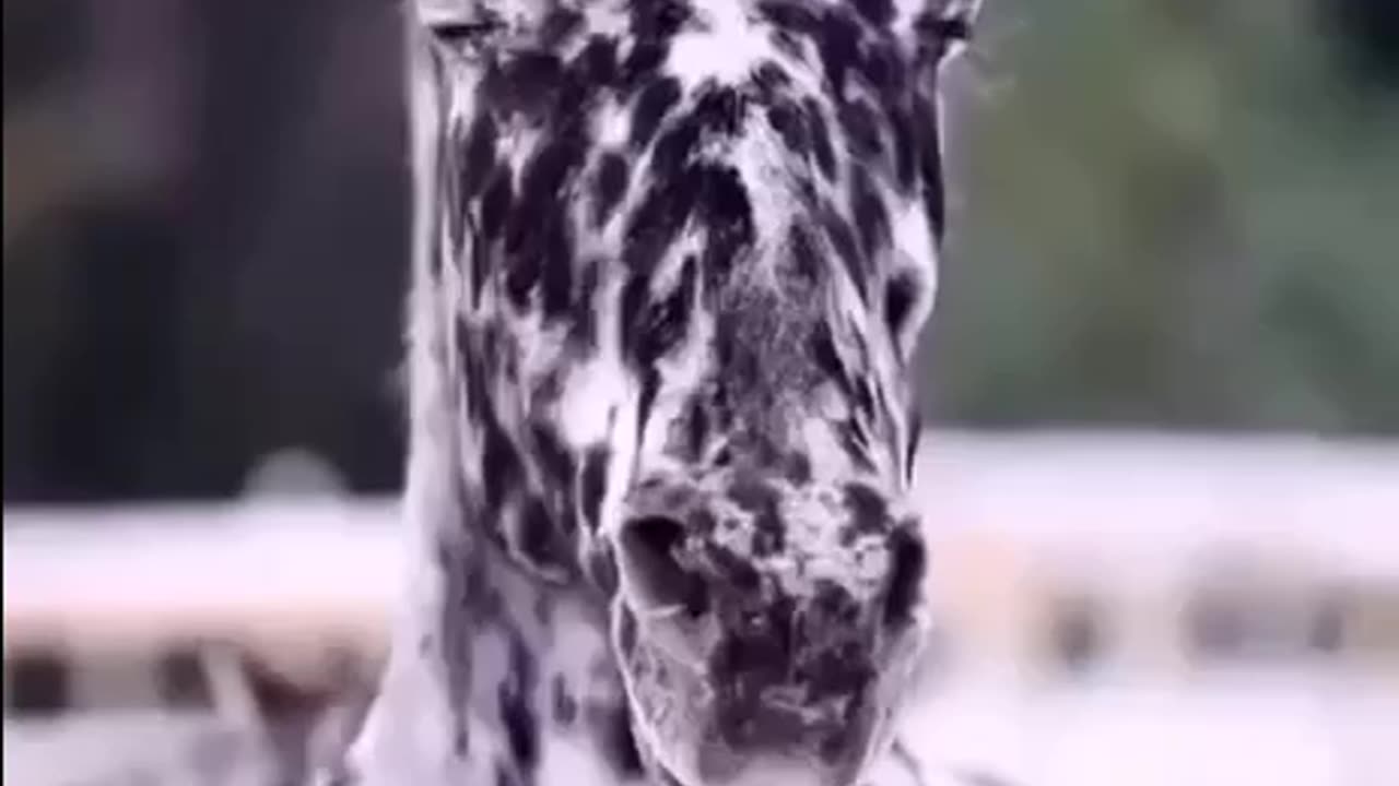 Dalmatian horses 😍