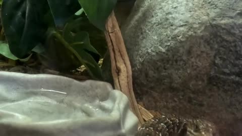 San Diego Alligator Lizard at Living Coast Discovery Center in San Diego
