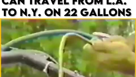 Car can travel from Los Angeles to New York on only 22 gallons of any water? Quick shut it down!😱