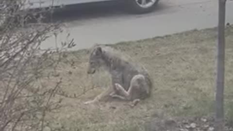 Coyote sitting on its butt, scratching an itch and combing its furs