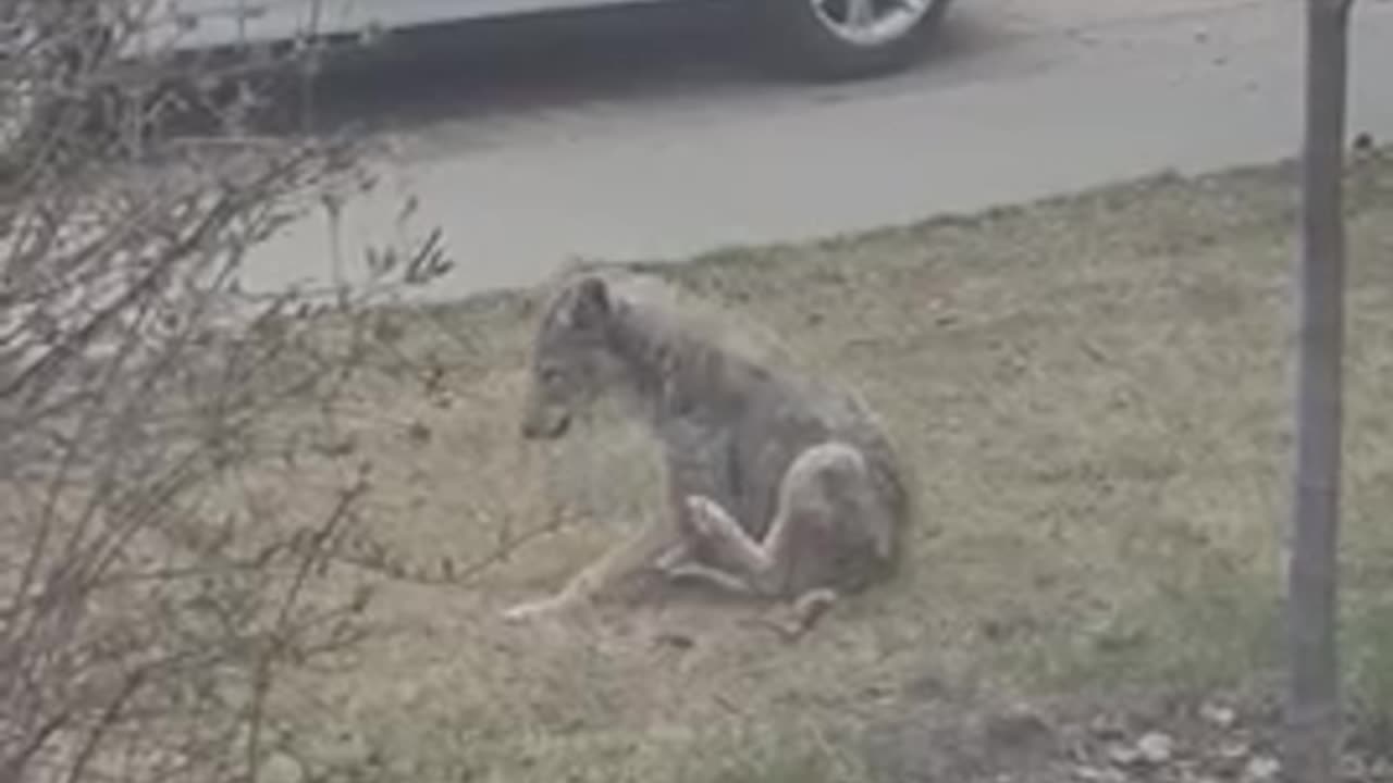 Coyote sitting on its butt, scratching an itch and combing its furs