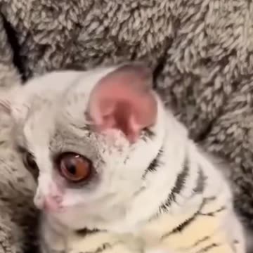 I've Seen This Little Creature in a Movie... What About You? Comment Below! 🎬🧐🐾