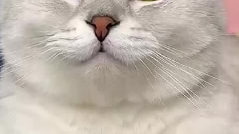 copy cat!!!!!!