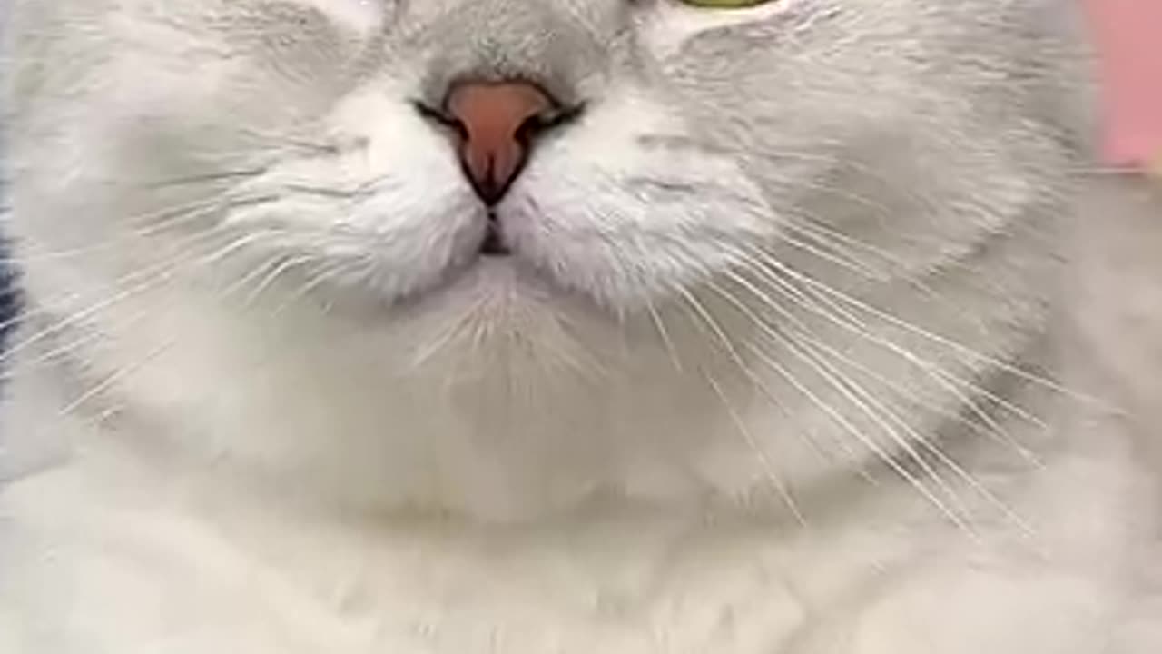 copy cat!!!!!!