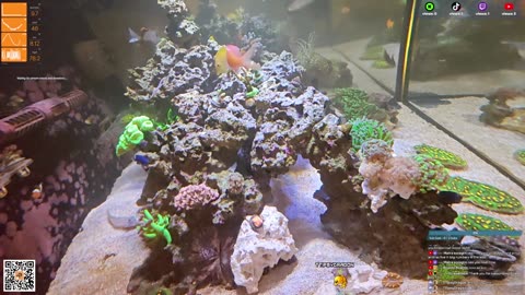24/7 Real Live Reef Stream