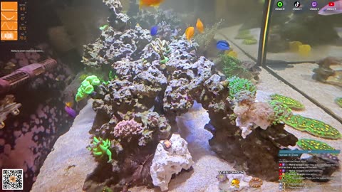 24/7 Real Live Reef Stream