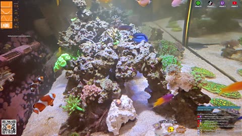 24/7 Real Live Reef Stream