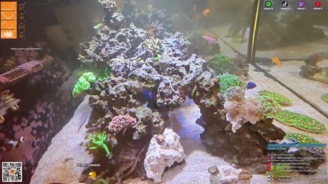 24/7 Real Live Reef Stream