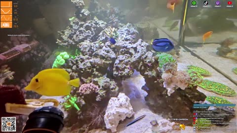 24/7 Real Live Reef Stream