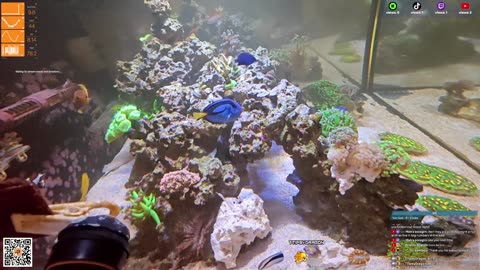 24/7 Real Live Reef Stream