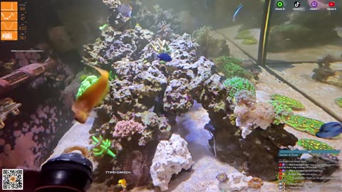 24/7 Real Live Reef Stream