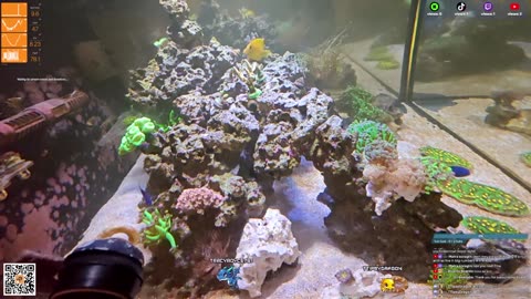 24/7 Real Live Reef Stream
