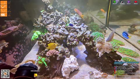 24/7 Real Live Reef Stream
