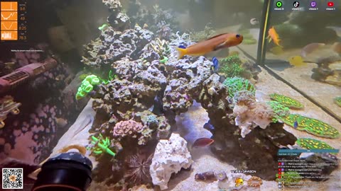 24/7 Real Live Reef Stream