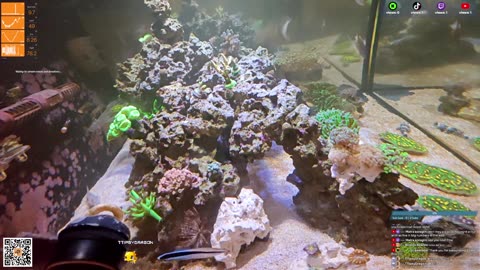24/7 Real Live Reef Stream