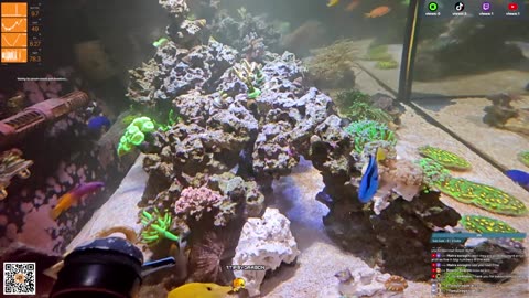 24/7 Real Live Reef Stream