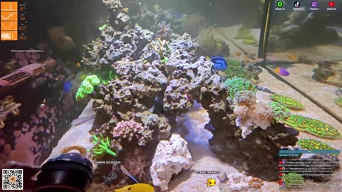 24/7 Real Live Reef Stream
