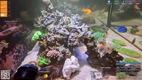 24/7 Real Live Reef Stream