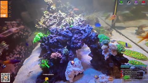 24/7 Real Live Reef Stream