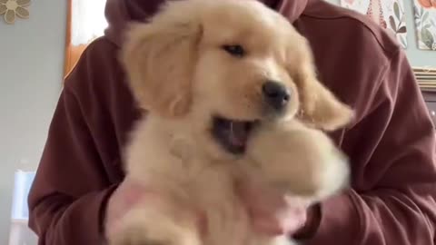 Funny golden retriever puppy