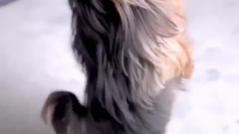 😂🐶 Dog Dance! You Won't Believe the Moves! | FunFM