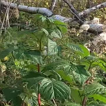 Am I Crazy_ Forest Talks & Firewood Thoughts #livingoffgrid #talkingtomyself