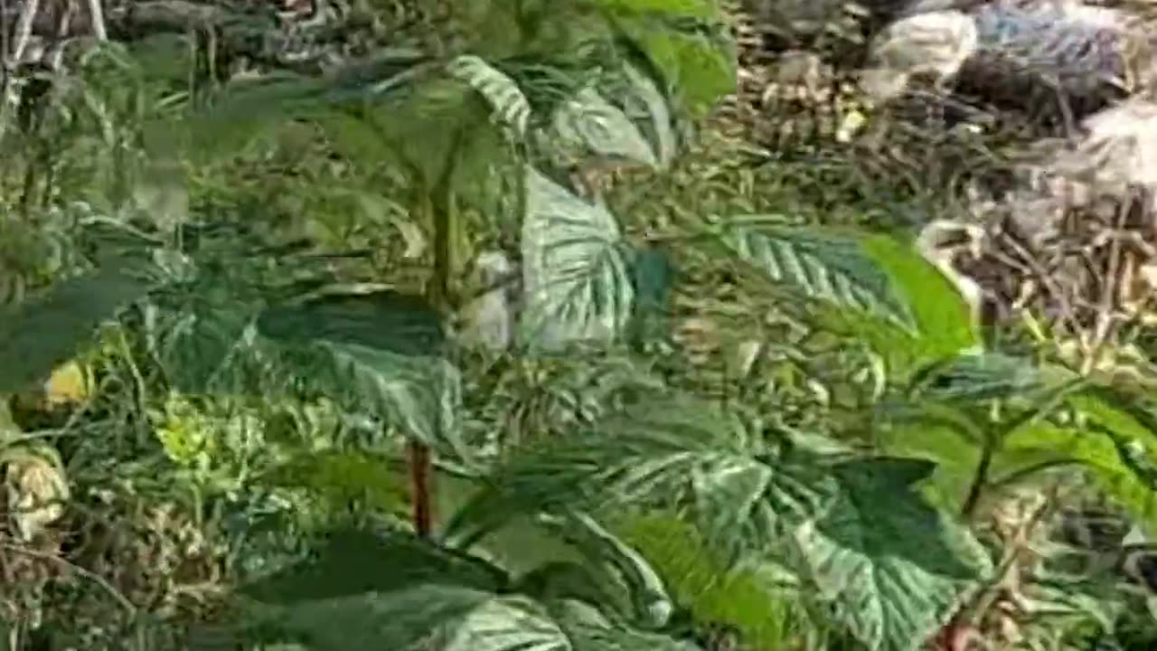 Am I Crazy_ Forest Talks & Firewood Thoughts #livingoffgrid #talkingtomyself