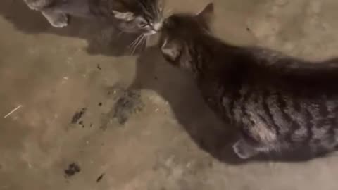 😂🐈 Kitty Acting Weird: You Won't Believe This! | FunFM