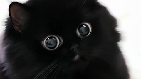 Meet DomoCat!