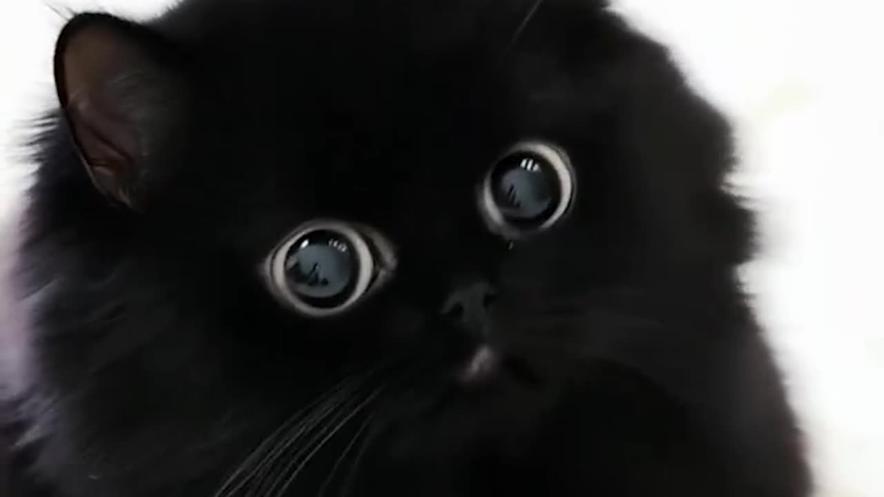 Meet DomoCat!
