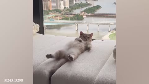 Silliest CATS on Earth 😂 Funny Cats Videos