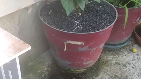 Do you have a Pepper Tree?