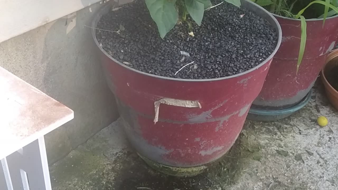 Do you have a Pepper Tree?
